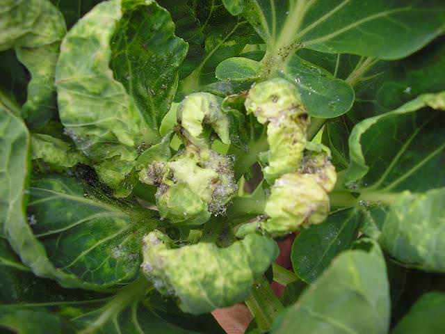 Килой чаще всего заражается капуста в слишком влажном грунте на стадии выращивания рассады