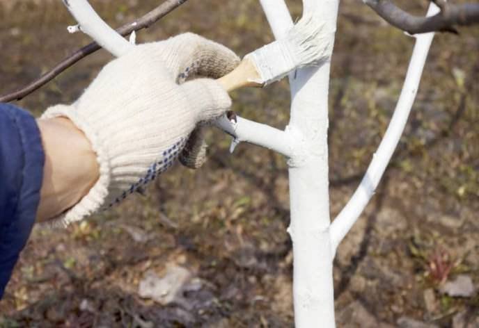 Для защиты сливовых деревьев от солнечных ожогов в осенний период проводится побелка штамбов