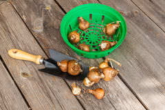 Нарциссы допускается высаживать ранней весной 