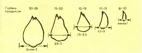 Глубина посадки нарциссов зависит от размера луковицы