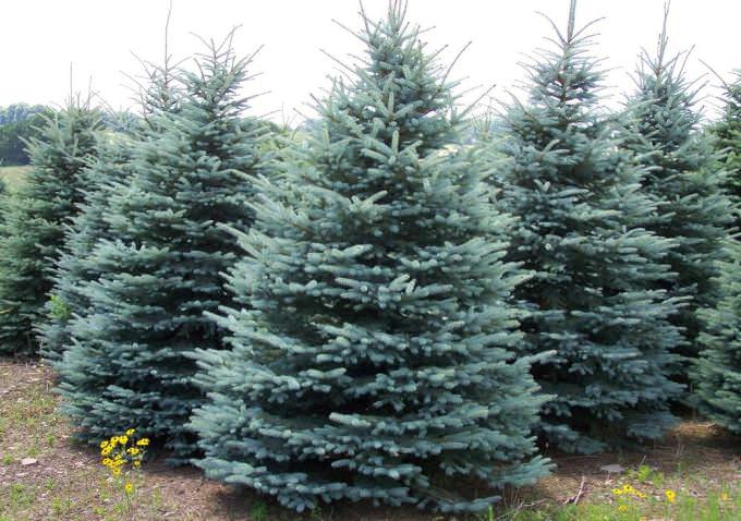 Наши предки верили, что ель может каким-то таинственным образом навлечь на жильцов дома смерть