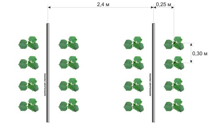 Высаживать рассаду сорта «Конни f1» следует согласно стандартной схеме