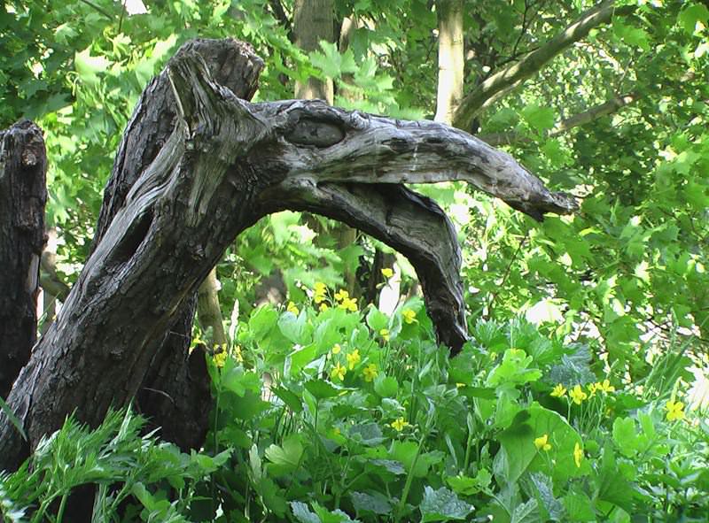 Рутарий на даче своими руками: создаем красоту самостоятельно