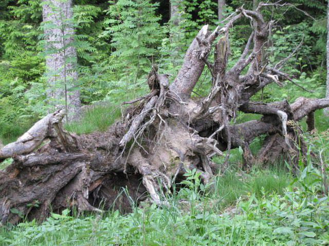 Рутарий на даче своими руками: создаем красоту самостоятельно
