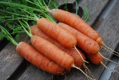 Морковь – популярная культура, которая относится к семейству зонтичных