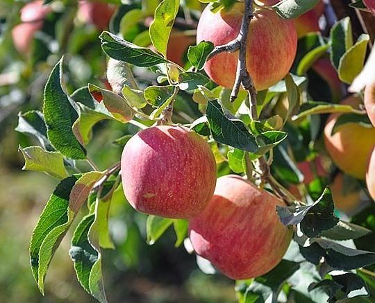 Плоды сорта «Мечта» обладают средними и крупными размерами