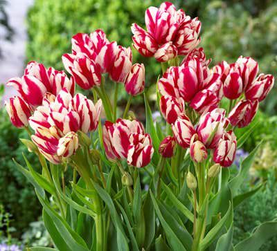 Такие разные тюльпаны