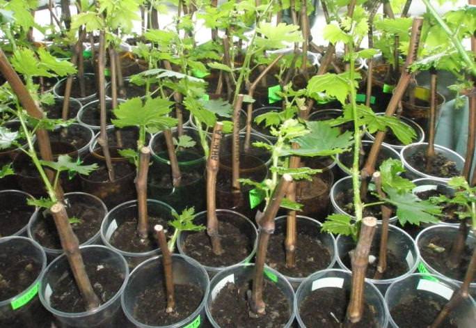 Качественные вегетирующие саженцы винограда обладают хорошим приростом