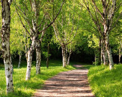 Аллея в саду дачи — это не только масса декора, но также и удобная пешеходная зона
