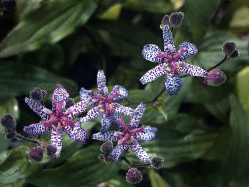 Трициртис в переводе с греческого означает «три бугорка»