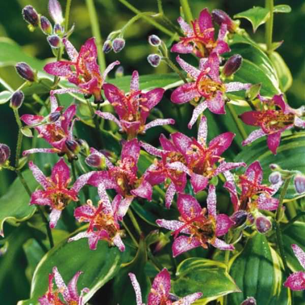 В роли грунта выступает универсальный субстрат. Глубина посадки – 3–5 см.