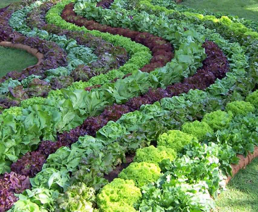 Разнообразные по форме и листьев и окраске, эти однолетние быстрорастущие овощи в основном используют в свежем виде