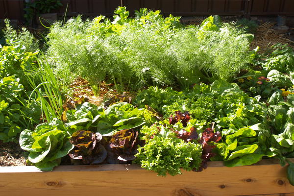 Требуется правильно подобрать почву, иначе ничего хорошего у нас не получится