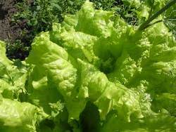 Свежие, охлажденные, хрустящие салаты — восхитительное удовольствие