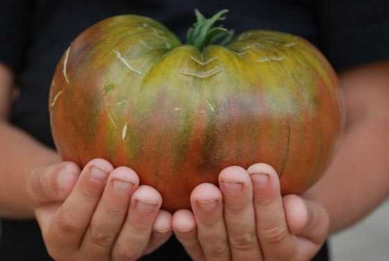 Плоды сорта «Черномор» среднего срока созревания и очень крупные