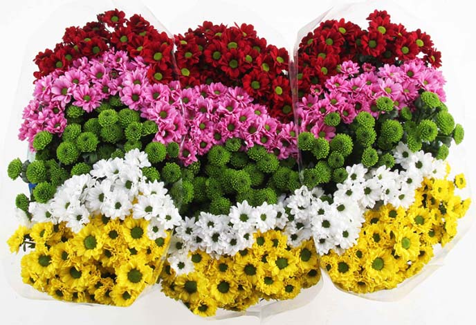 В зависимости от сорта хризантемы Сантини имеют различную форму листьев и цветочных корзинок