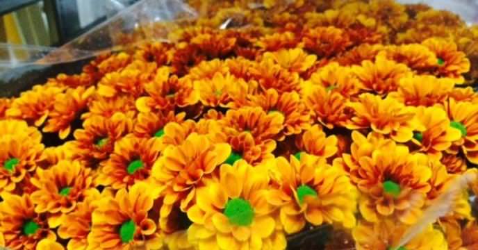 Хризантемы Сантини: солнце в миниатюре