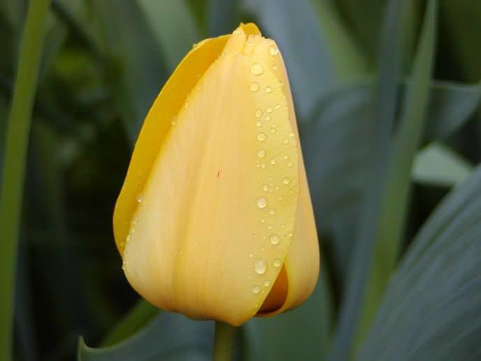 Голден Апельдорн имеет бокалы, обладающие насыщенным жёлтым цветом