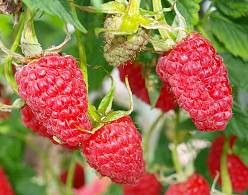 Малина «Карамелька» плодоносит в течение длительного периода