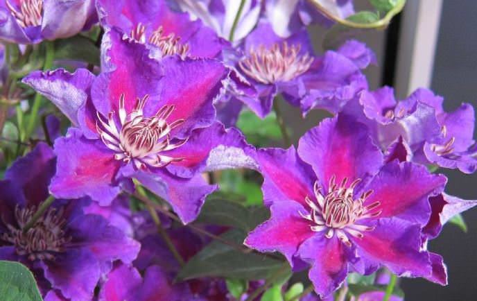 Клематис «Ашва»