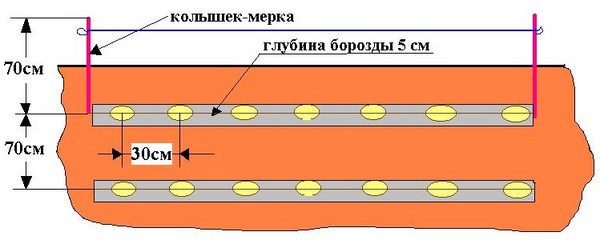 Схема посадки для картофеля «Тулеевский» стандартная