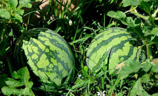 Сладкие крупные плоды арбузов можно получить, если соблюдать основные правила агротехники
