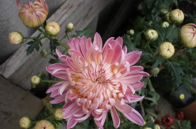 Хризантемы Сантини: солнце в миниатюре