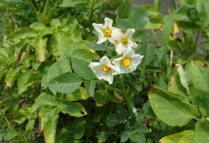 Венчики цветов картофеля «Банба» белого цвета