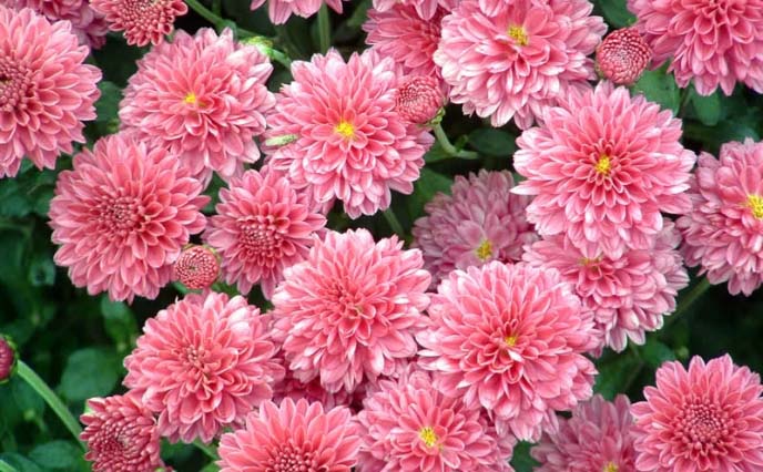 Хризантемы Сантини: солнце в миниатюре