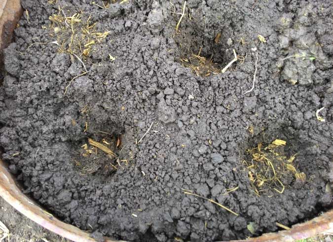 Высаживать семена огурцов нужно на расстоянии в 10-15 мм