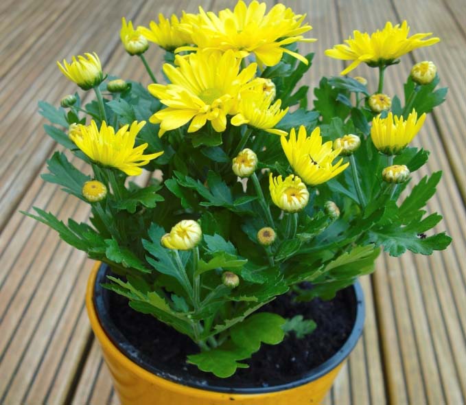 В последние годы становится популярным выращивание хризантем в контейнерах