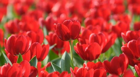 Такие разные тюльпаны