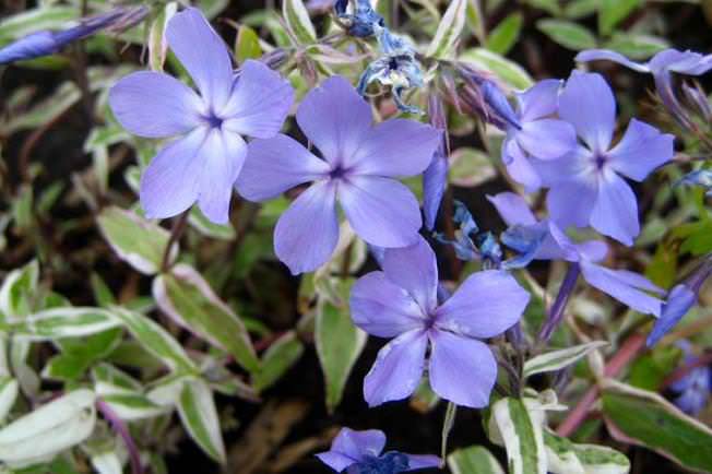 «Монтроуз Триколор» (MontroseTricolor)