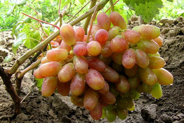 Винограда «Виктор» выгодно отличается внешними характеристиками и вкусовыми качествами