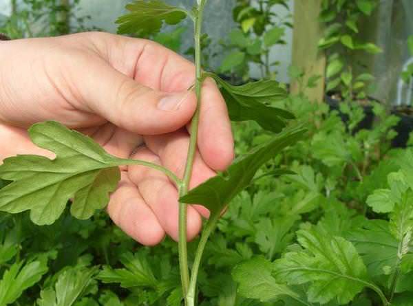 Хризантемы Сантини размножаются исключительно черенками