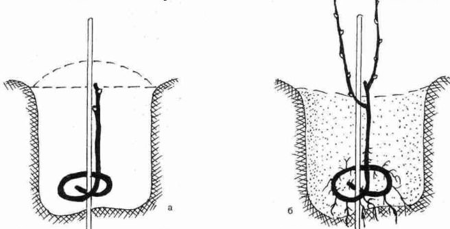 Для посадки саженцев винограда «Розмус» используется стандартная схема