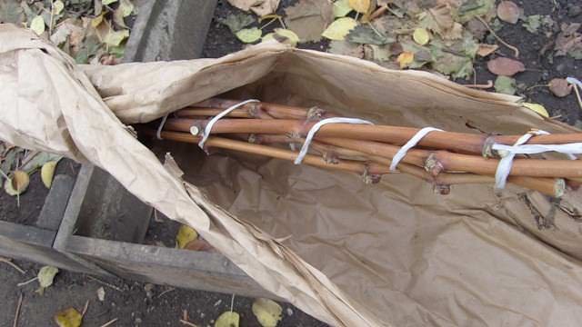 Весенняя обработка начинается с открывания винограда после зимовки