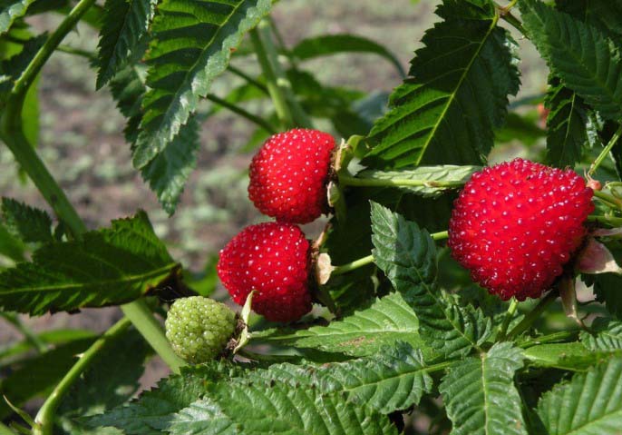 Земляничная малина абсолютно не переносит переувлажнения или заболачивания почвы