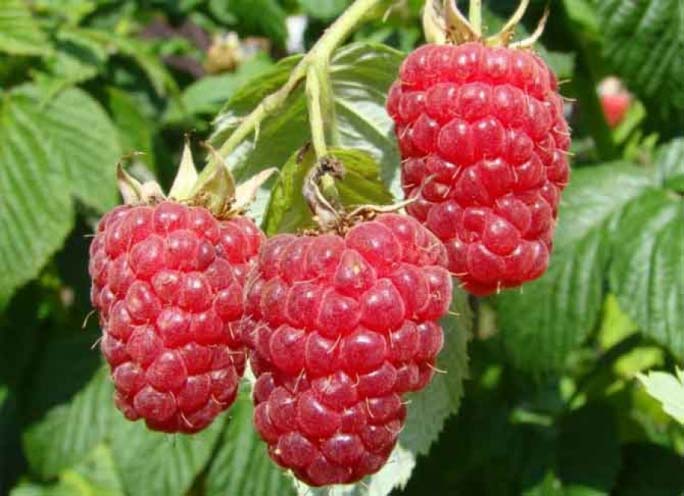 Сроки плодоношения сорта «Карамелька» с середины июля или начала августа и до самых заморозков