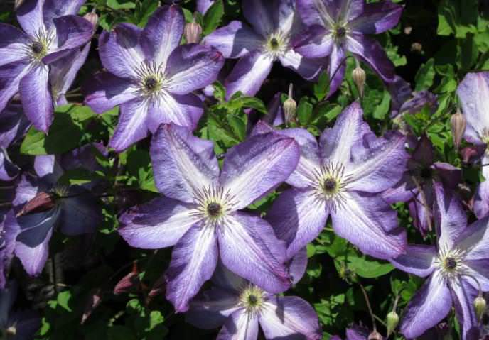 Клематисы «Витицелла»