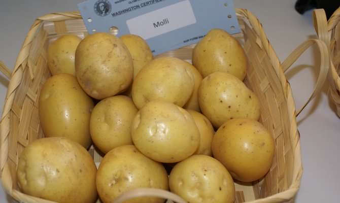 Раннеспелый столового сорта картофель «Молли» является одним из лучших коммерческих сортов от немецких агрономов