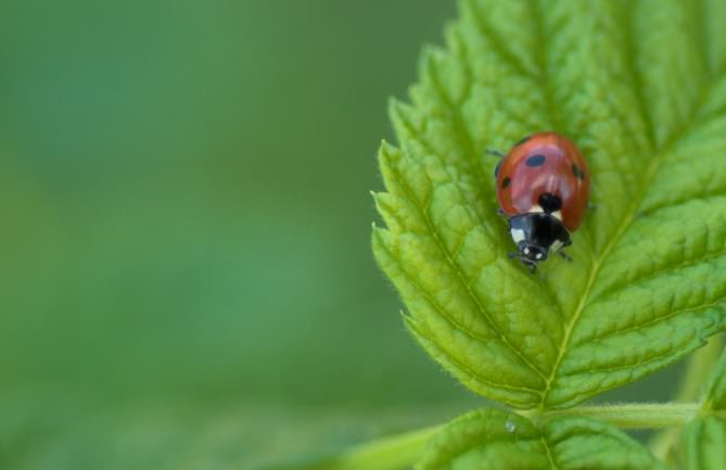 Для предотвращения появления вредителей отзывы садоводов рекомендуют использовать биологические методы