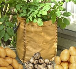 Метод выращивания картофеля в мешках появился сравнительно недавно