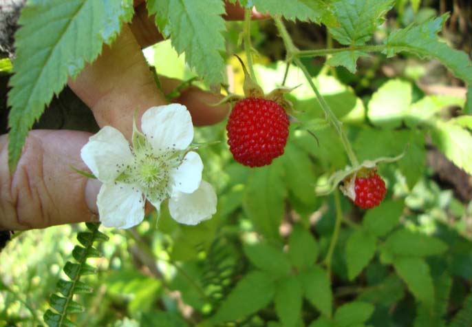 Цветки земляничной малины имеют декоративную ценность