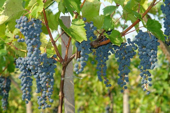 Виноград гибридной формы «Зилга» формирует достаточно сильнорослые кусты
