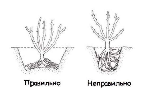 При посадке роз важно внимательно следить за глубиной посадочной лунки