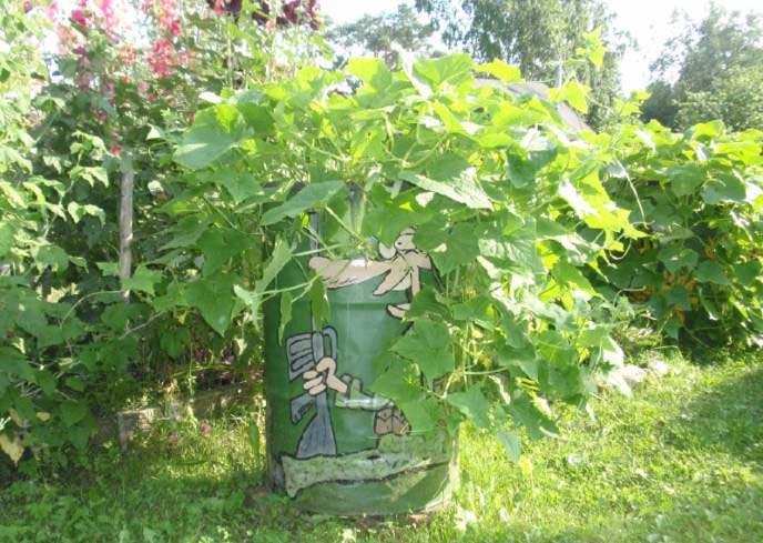 Бочки с огурцами – отличное украшение дачного участка