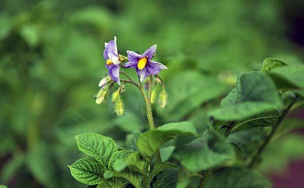 Достоинством сорта «Василек» является устойчивость к возбудителю рака