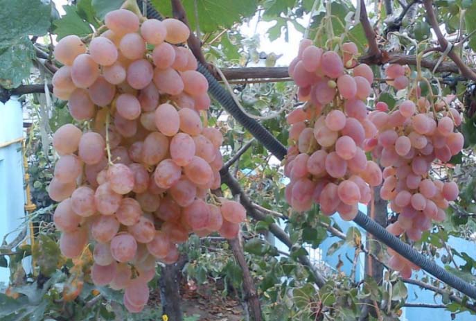 Виноград сорта «Тайфи позднего срока созревания 