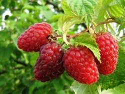 Сорт Гусар – ремонтантная разновидность раннеспелой малины